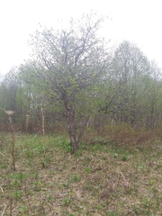 Crataegus chlorosarca