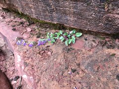 Penstemon humilis obtusifolius