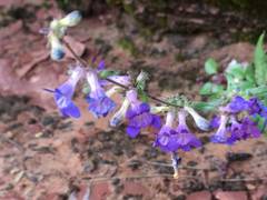 Penstemon humilis obtusifolius