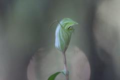 Pterostylis brumalis
