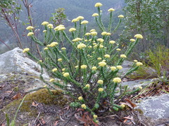 Cassinia denticulata
