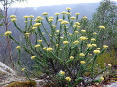 Cassinia denticulata