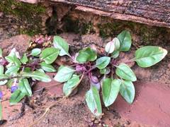 Penstemon humilis obtusifolius