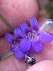 Penstemon humilis obtusifolius