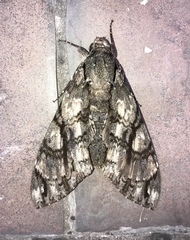 Cocytius antaeus