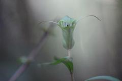 Pterostylis brumalis