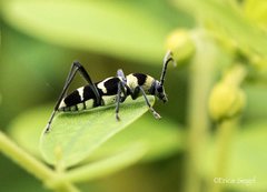 Chlorophorus curtisi