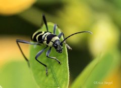 Chlorophorus curtisi