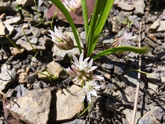 Allium brandegeei