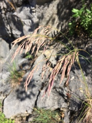 Bromus erectus