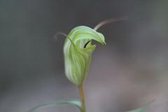 Pterostylis brumalis