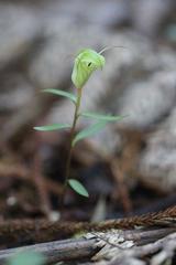Pterostylis brumalis