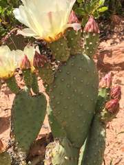 Opuntia aurea