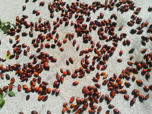 African oil palm