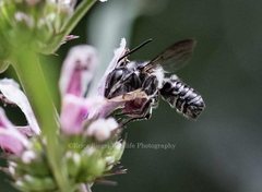 Megachile pictiventris