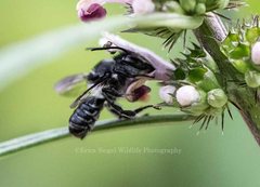 Megachile pictiventris
