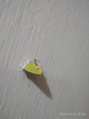 Chlorostrymon maesites