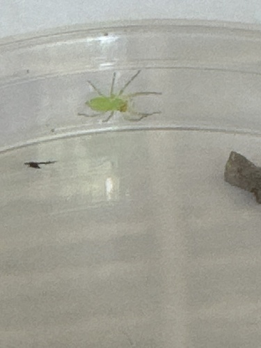 Magnolia Green Jumping Spider