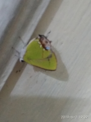 Chlorostrymon maesites