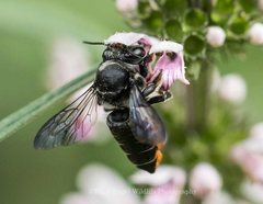 Megachile pictiventris