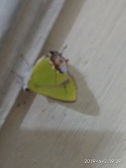 Chlorostrymon maesites