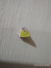 Chlorostrymon maesites