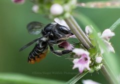 Megachile pictiventris