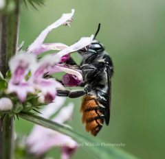 Megachile pictiventris