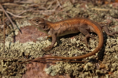 Sceloporus brownorum