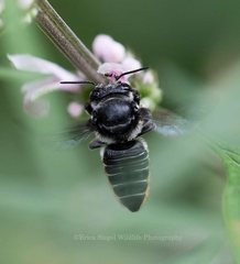 Megachile pictiventris