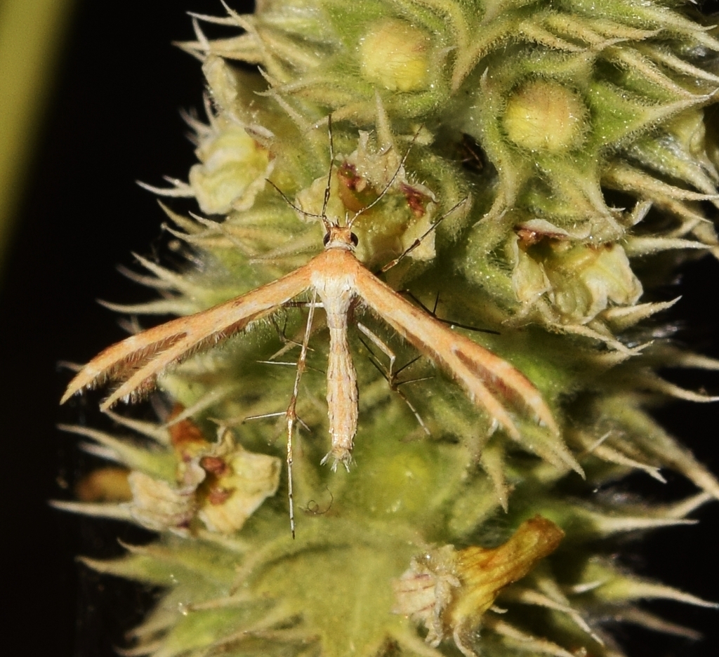 Marasmarcha oxydactylus