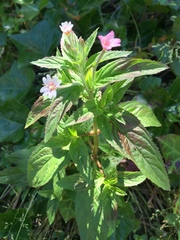 Epilobium roseum