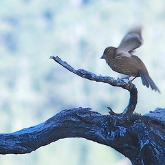 Carpodacus formosanus