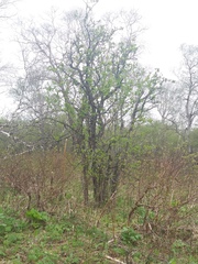 Crataegus chlorosarca