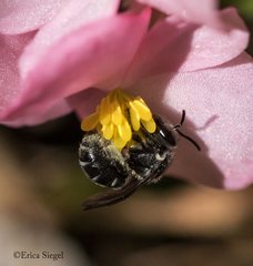 Lasioglossum calophyllae