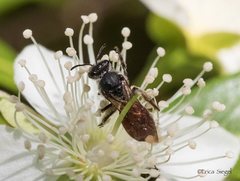 Lasioglossum calophyllae