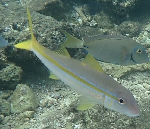 Bearfish (Mulloidichthys martinicus) — Mullidae — 4