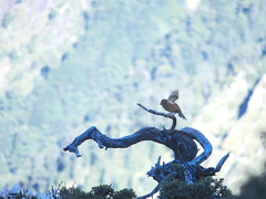 Carpodacus formosanus