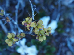 Berberis morrisonensis