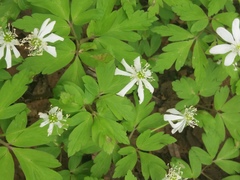 Anemonoides amurensis