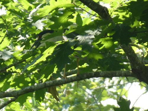 American Black-crowned Night Heron photographed in Maine