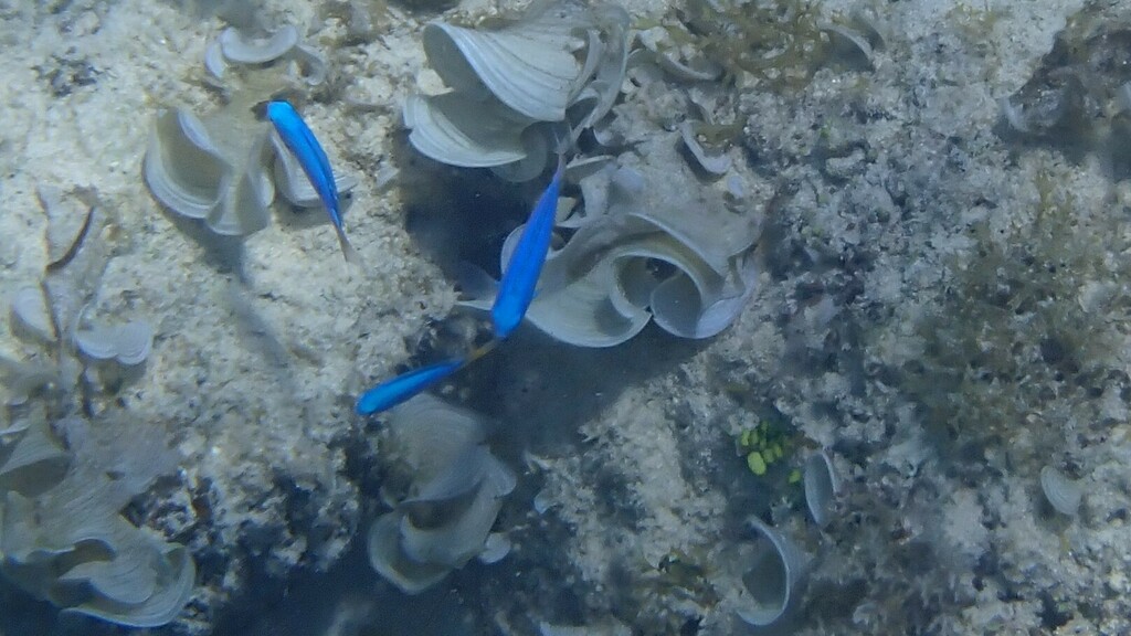 Blue Damsel