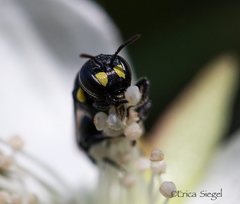 Hylaeus honestus