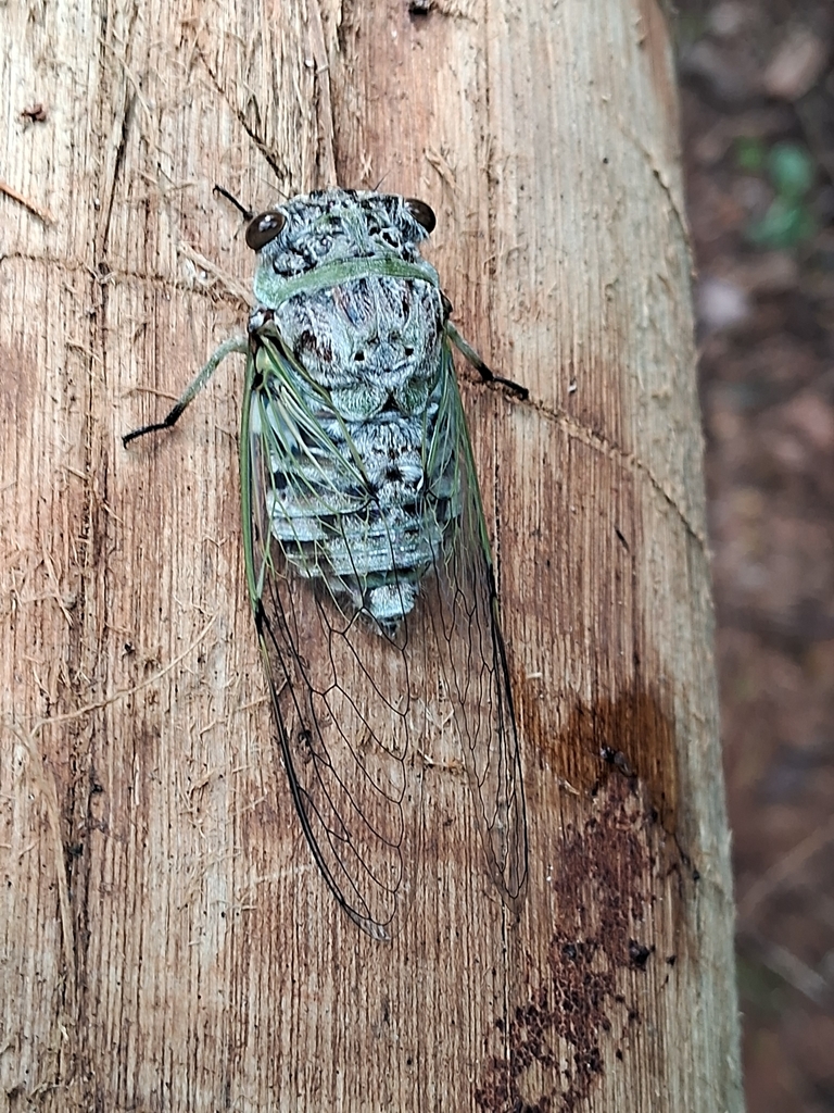 Ariasa egregia