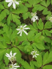 Anemonoides amurensis