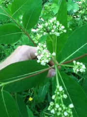 Apocynum × floribundum