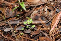 Pterostylis brumalis