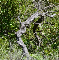 Quercus × acutidens