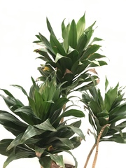 Dracaena fragrans compacta