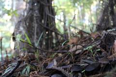 Pterostylis brumalis